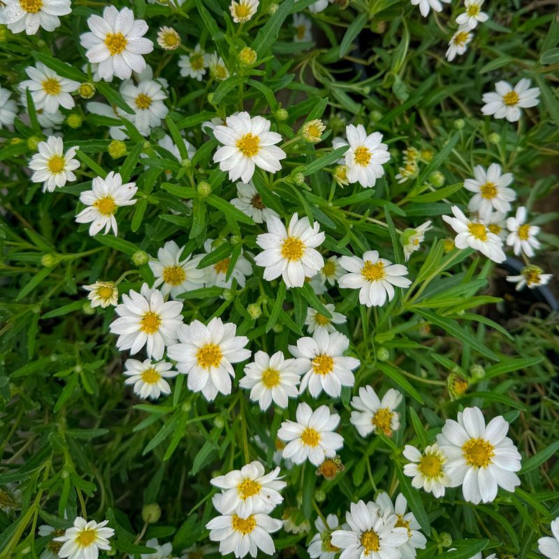 Blackfoot Daisy