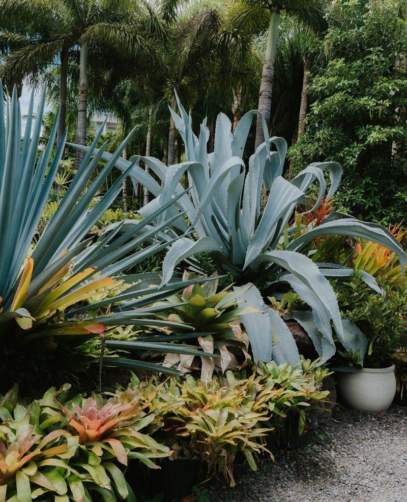 Agave Plants