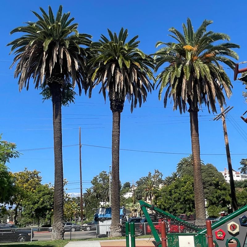 Certain Palm Varieties