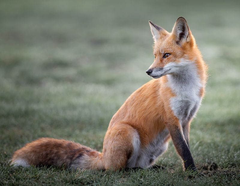 Foxes