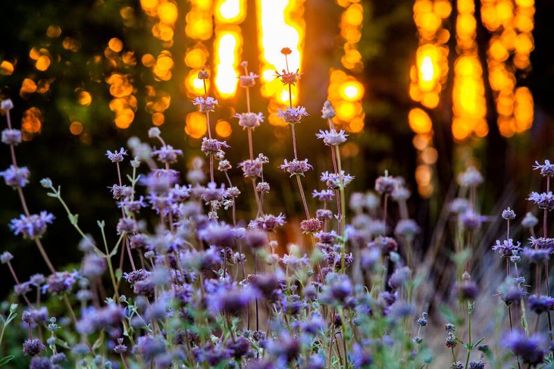 California Native Garden: Local Ecological Showcase