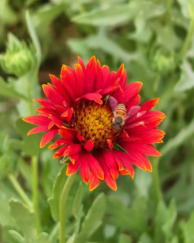 Firewheel