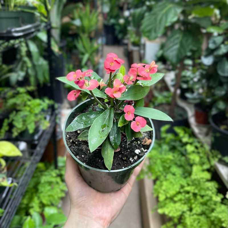 Crown of Thorns