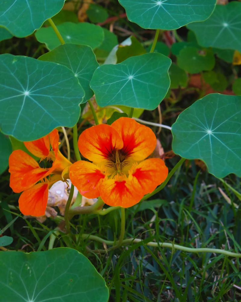 Nasturtiums