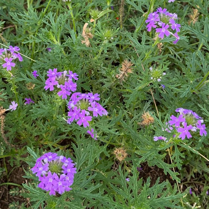 Prairie Verbena (Glandularia bipinnatifida)