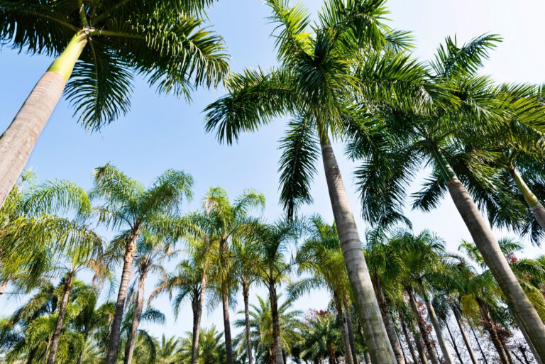 Low angle view of royal palm trees. (featured image)