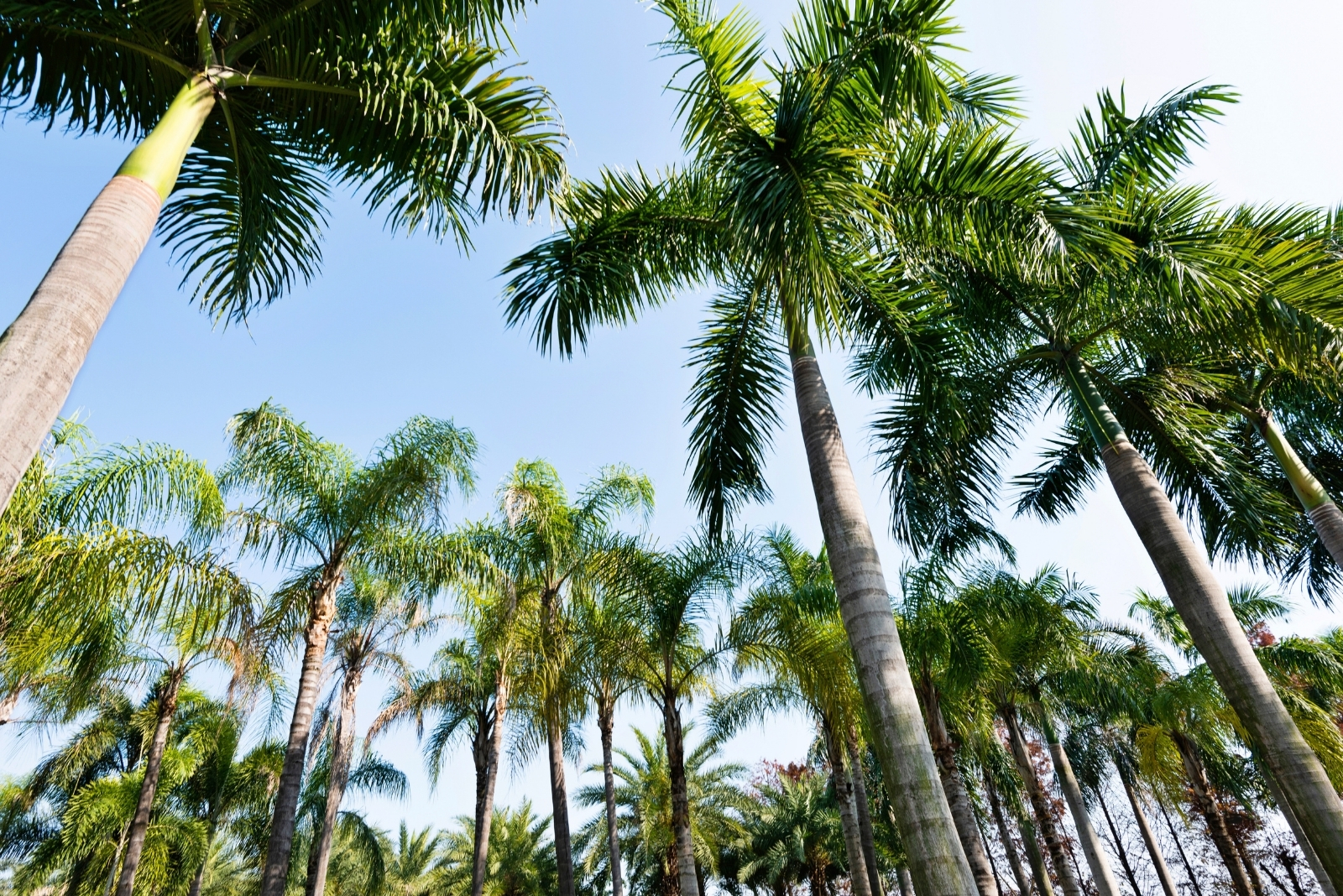 Miami Florida’s Fairchild Tropical Botanic Garden Offers Stunning Palms And Orchids