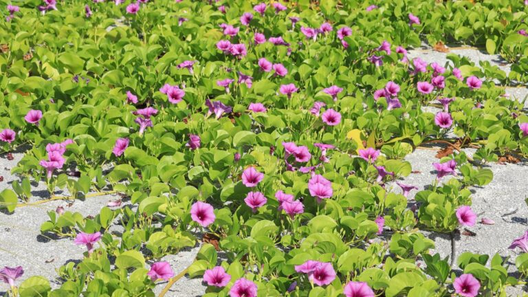 beach tolerant native ground cover