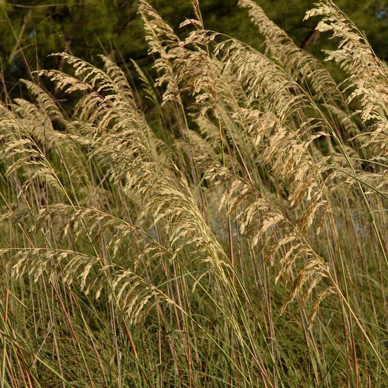 Replacing Patchy Sod With Sea Oats For Wind Resistance