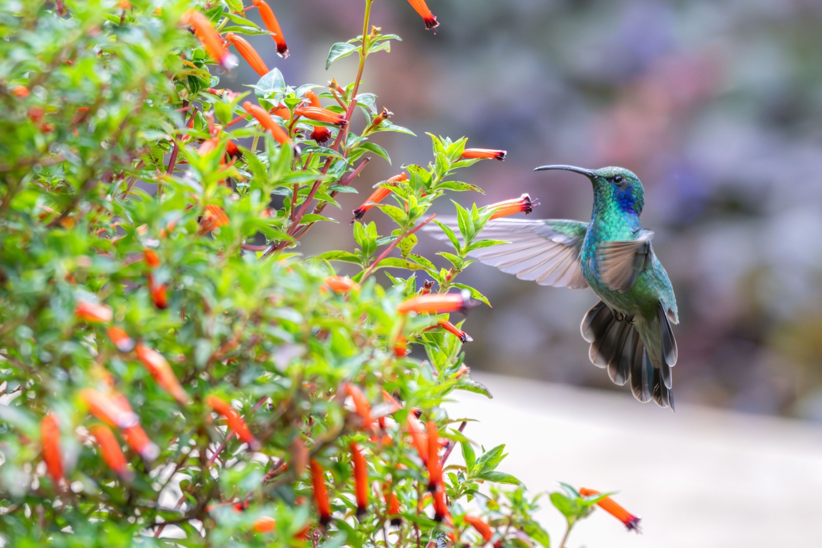 hummingbirds feeding on a cigar plant flower