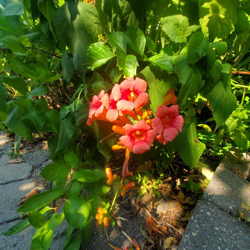 Tropical Trumpet Tango