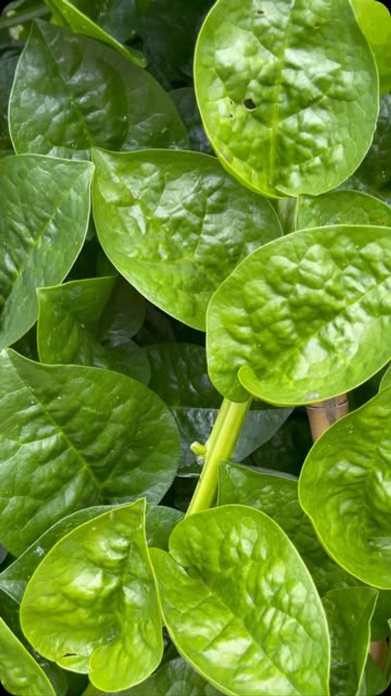 Tropical Spinach Alternatives