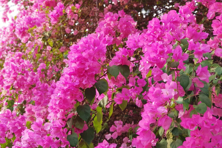bougainvillea (featured image)
