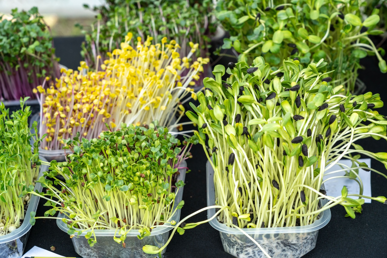 Miami’s Coconut Grove Organic Market Features Fresh Greens And Garden Produce