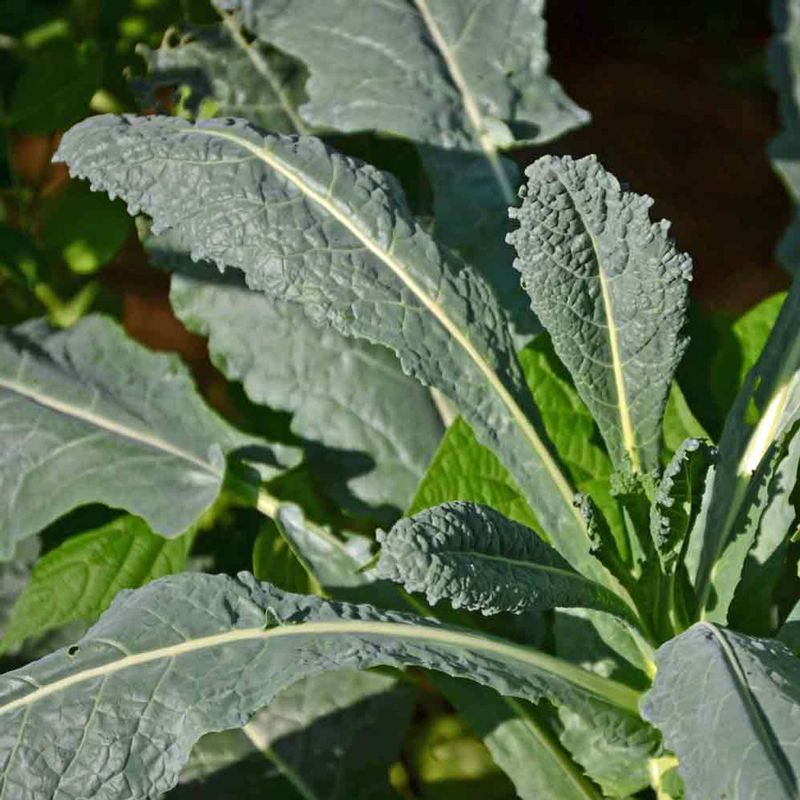 Heirloom Kale Varieties