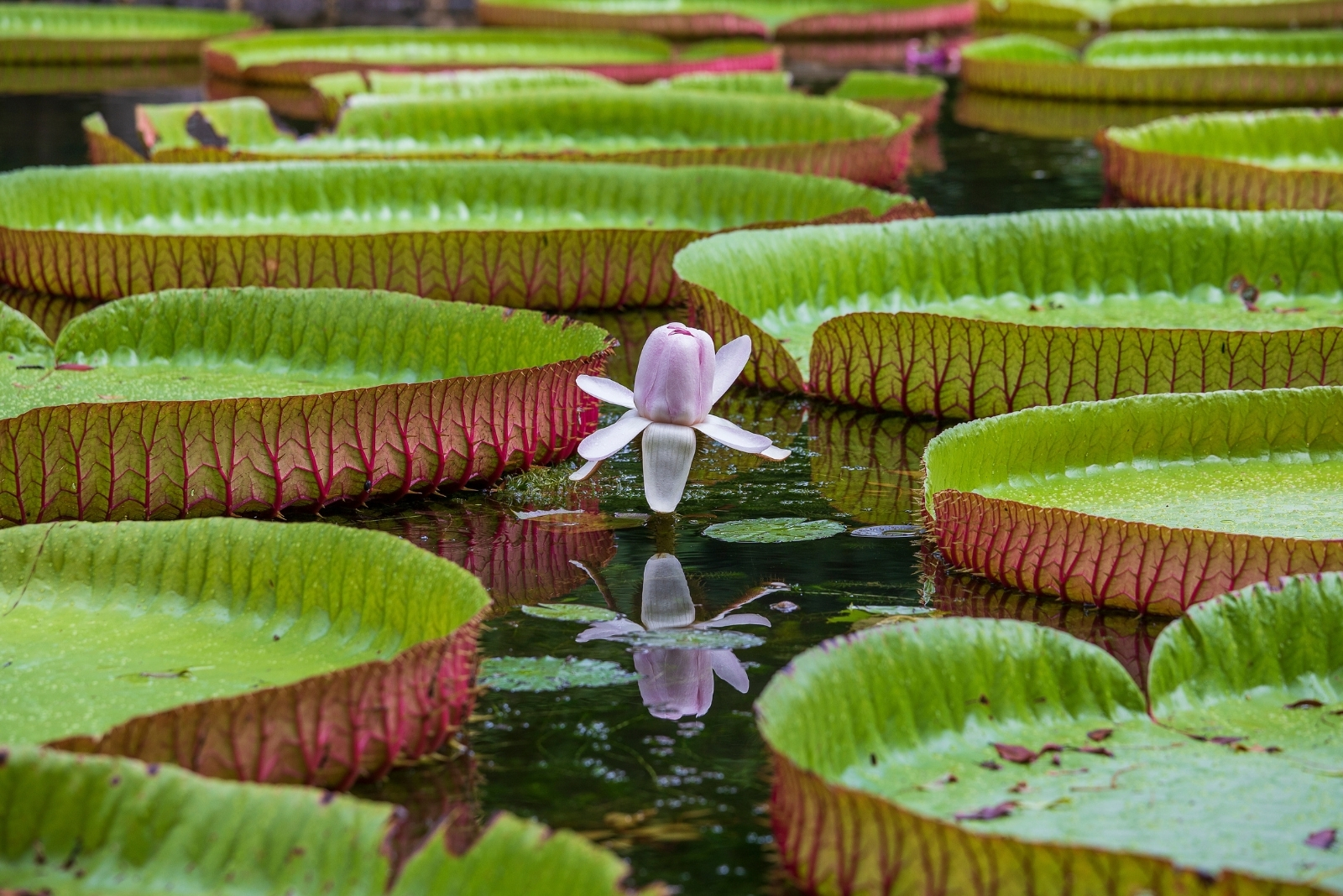 Michigan Lewis Ginter Exhibit Showcases Botanical Beauty Through August 29