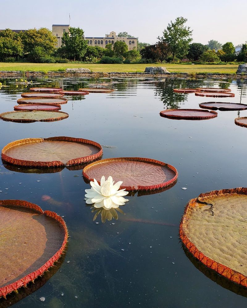 Giant Water Lilies