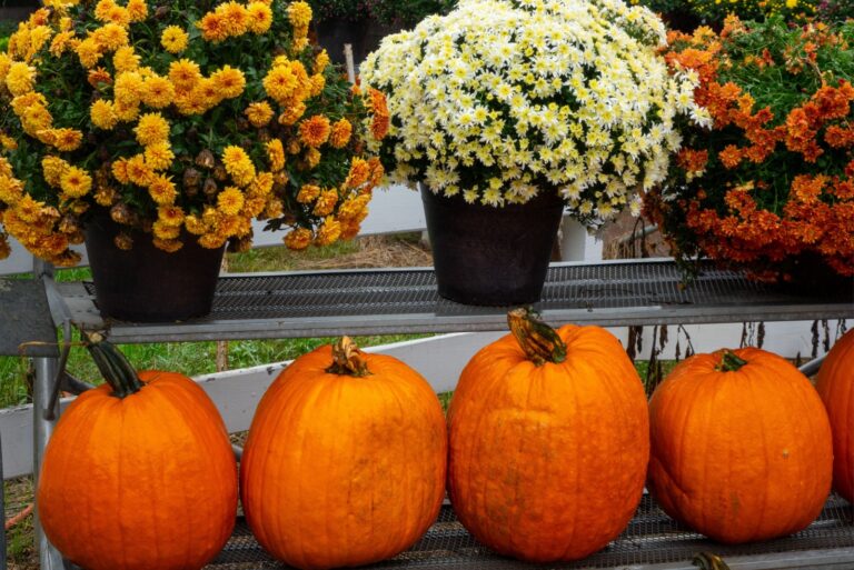 pumpkins and mums