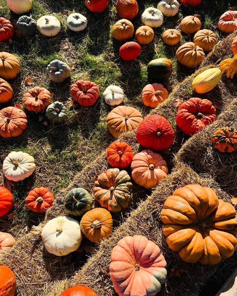 Dexter's Dahlias And Gourds Galore