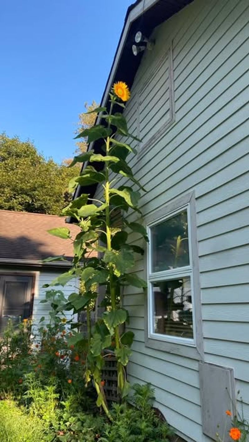 Mammoth Sunflower