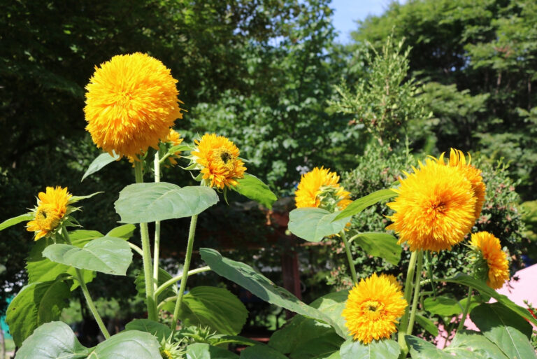 Teddy bear sunflower (featured image)