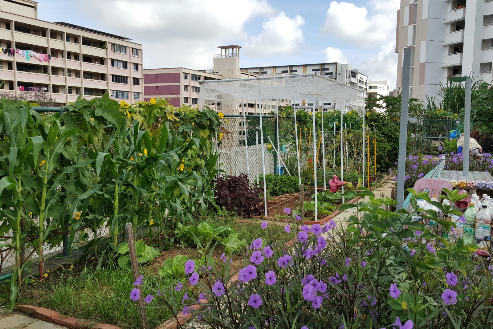 Micro Forest Designs Phoenix Urban Gardeners May Try On Rooftops