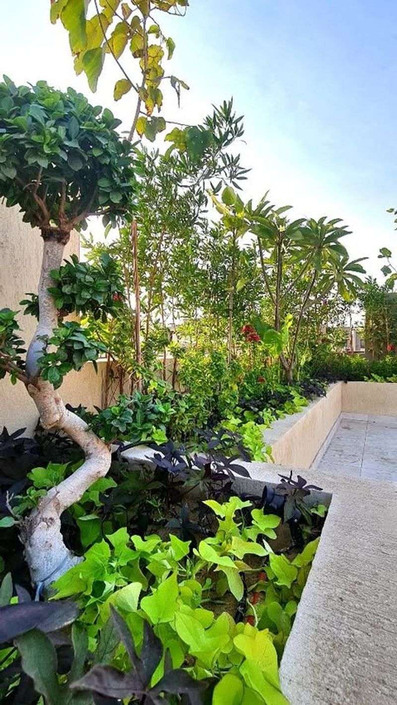 Desert Canopy Oasis
