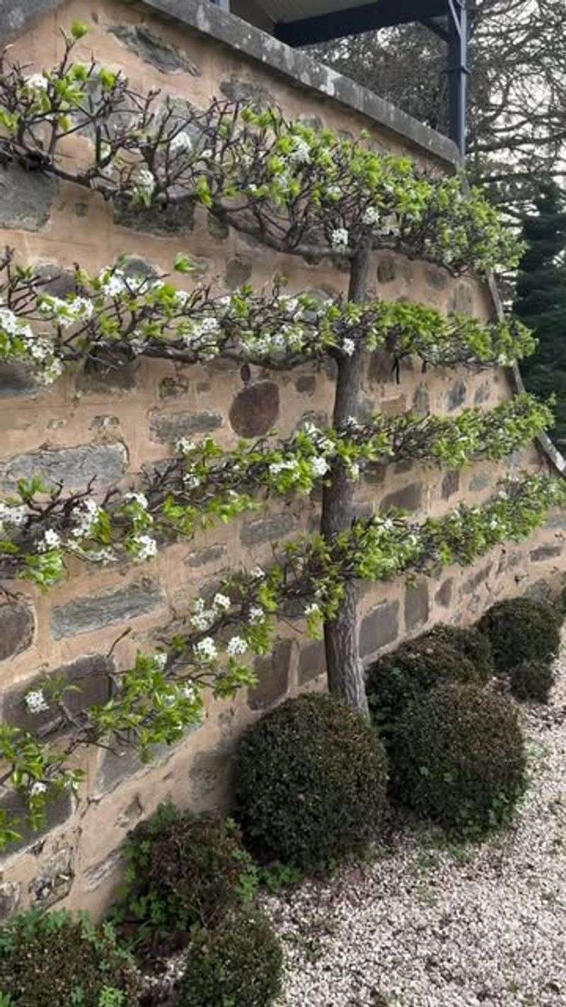 Espaliered Dwarf Fruit Trees As Living Shade Screens