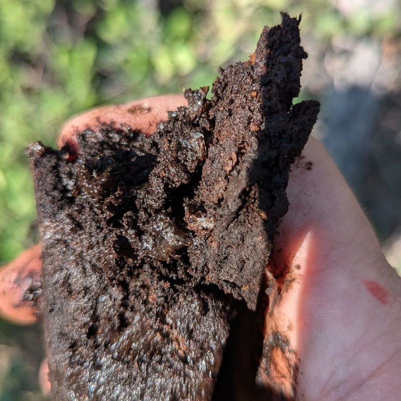 Moisture Retention For Dry Winters
