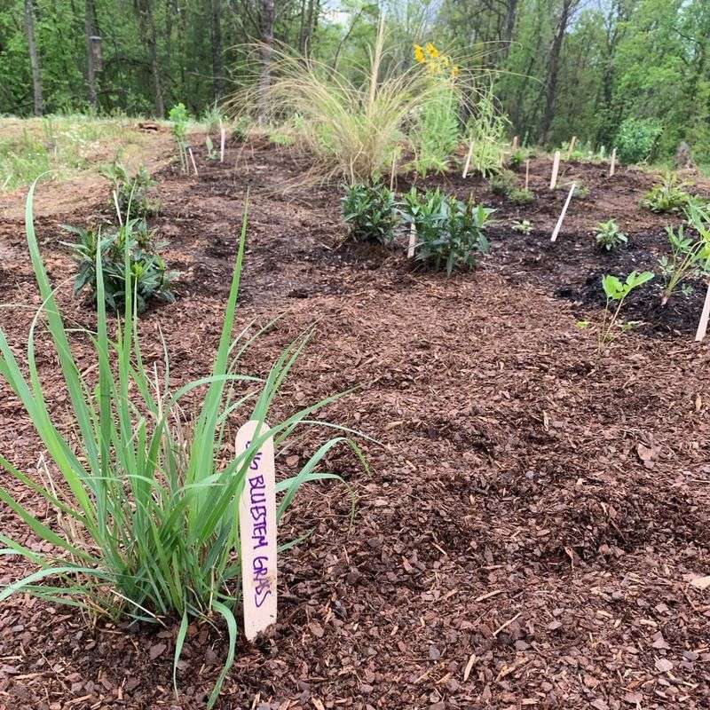 Natural Mulch Formation