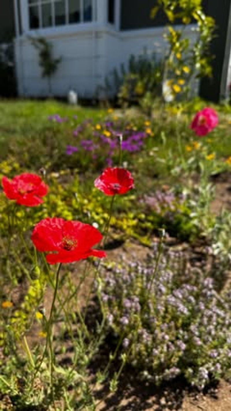 Companion Planting System