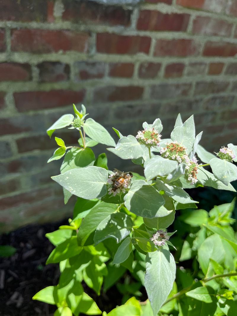 Pollinator Support