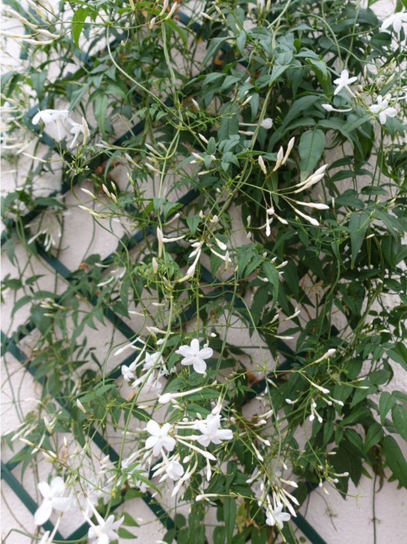 Climbing Jasmine Trellis Display