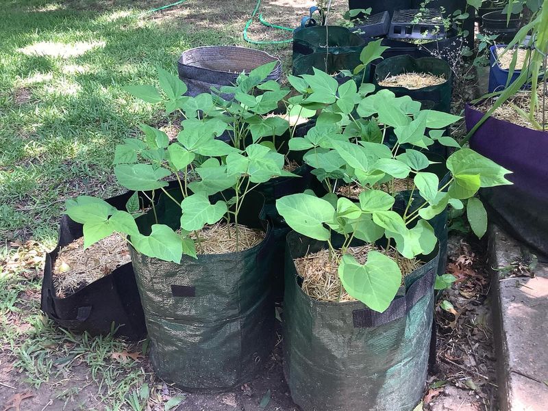 Bush Beans