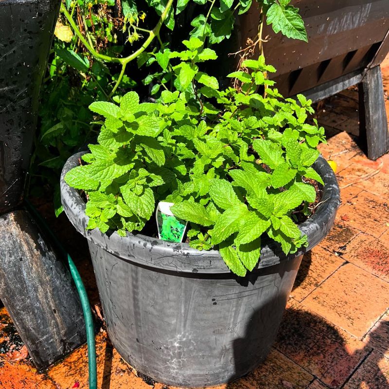 Mint