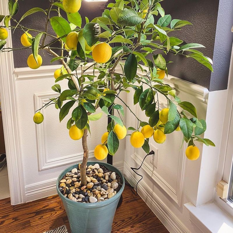 Lemon Tree: Citrus Joy Year-Round