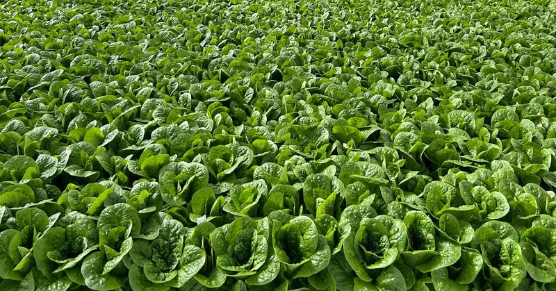 Lettuce