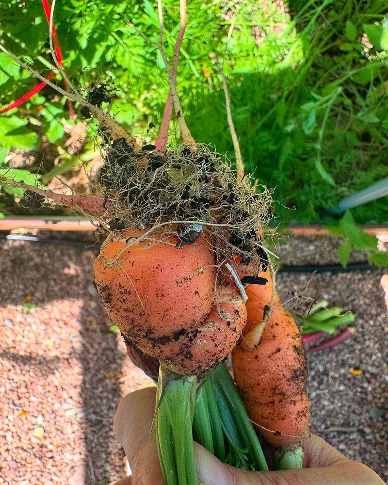 Winter Gardening Satisfaction