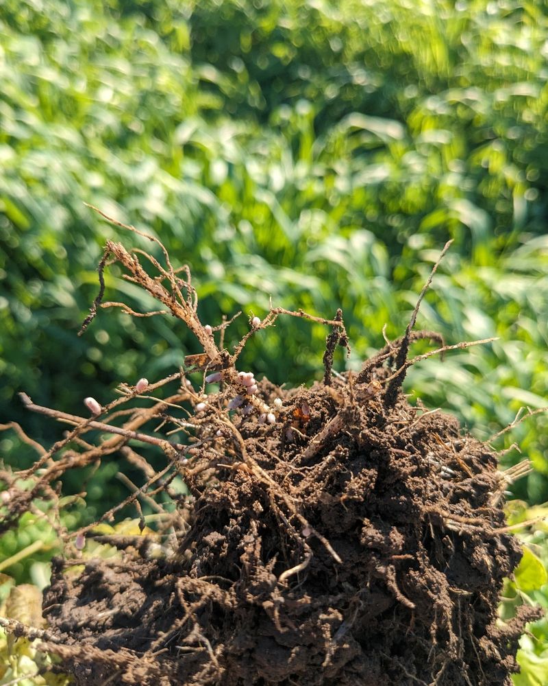 Winter Cover Crops Need Specific Soil Conditions
