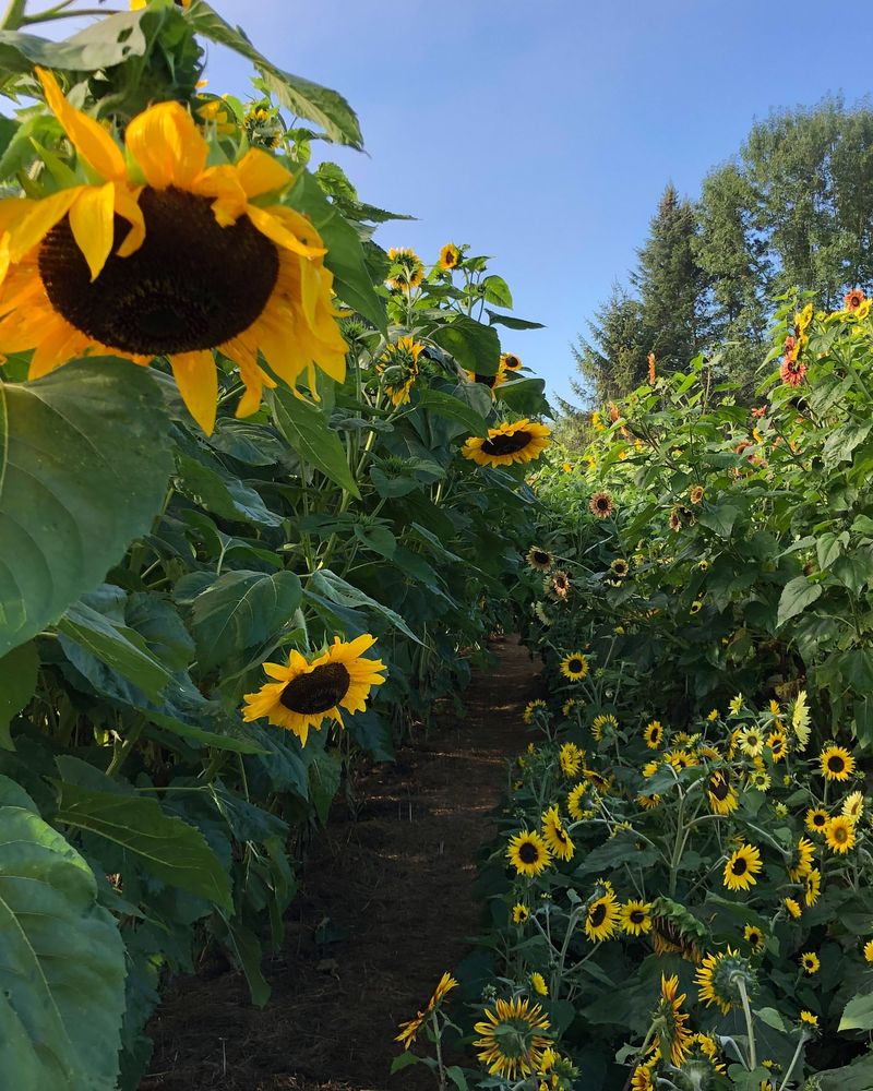 Woodstock's Golden Valley