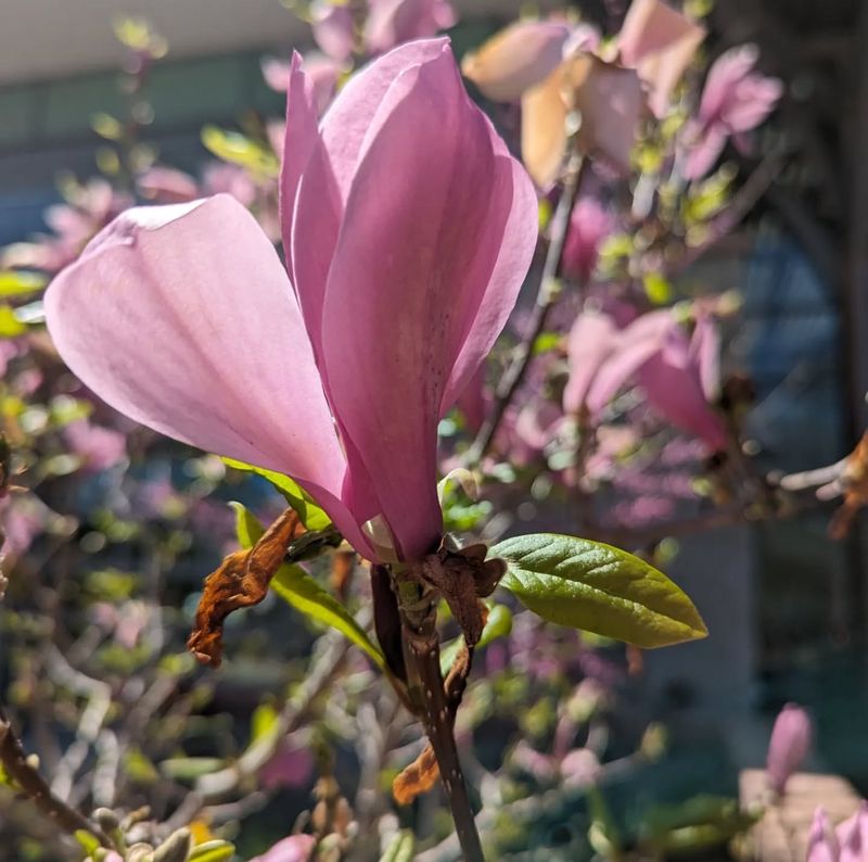 Harrodsburg's Heritage Gardens And Magnolia Park