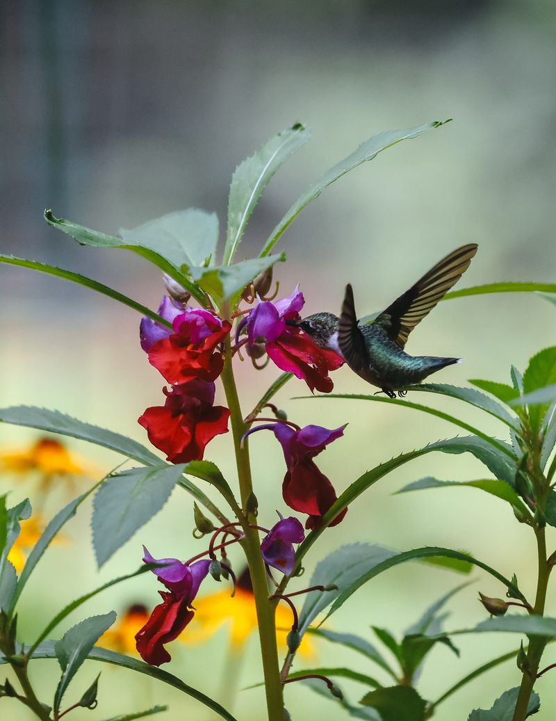 Garden Preparation Timing Matters