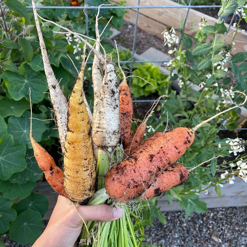 Extended Harvest From Winter Roots