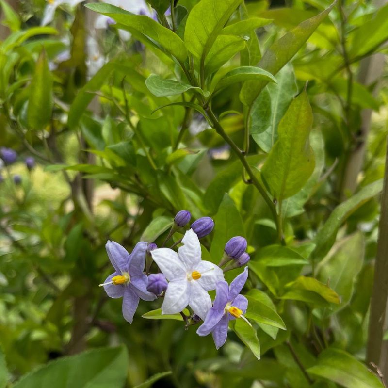 Potato Vine (Solanum jasminoides)