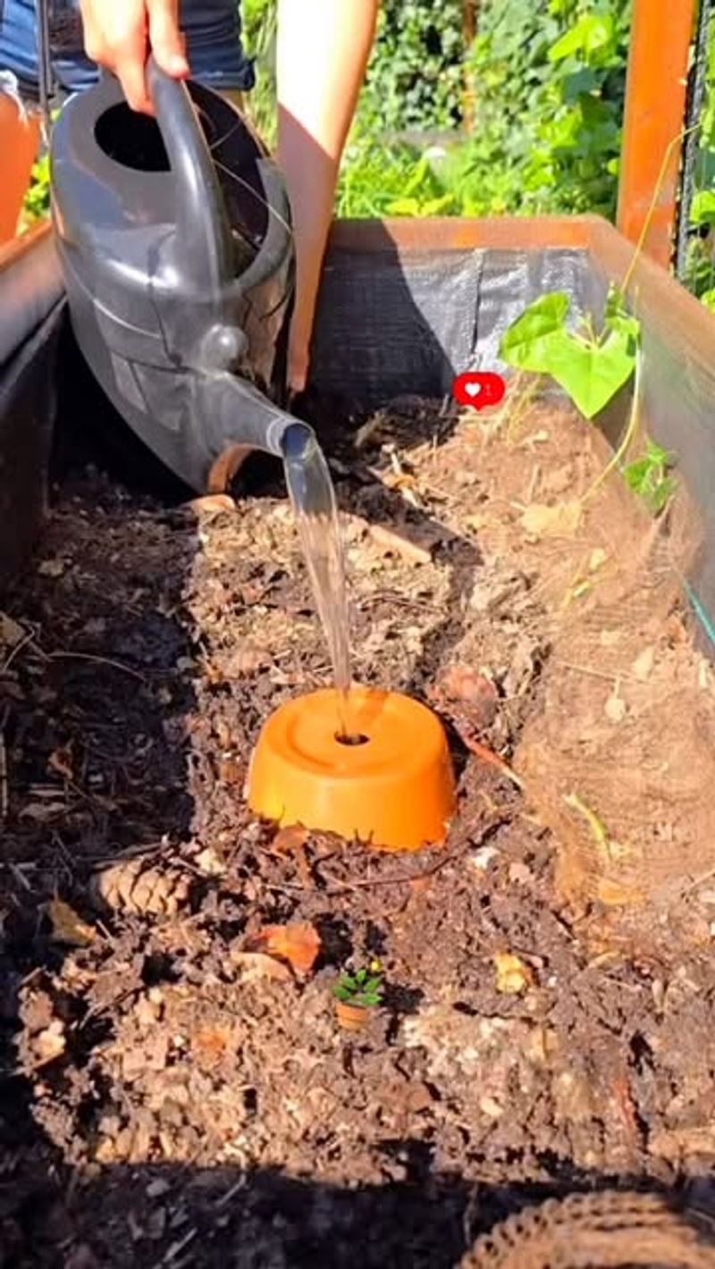 Buried Clay Pot Irrigation