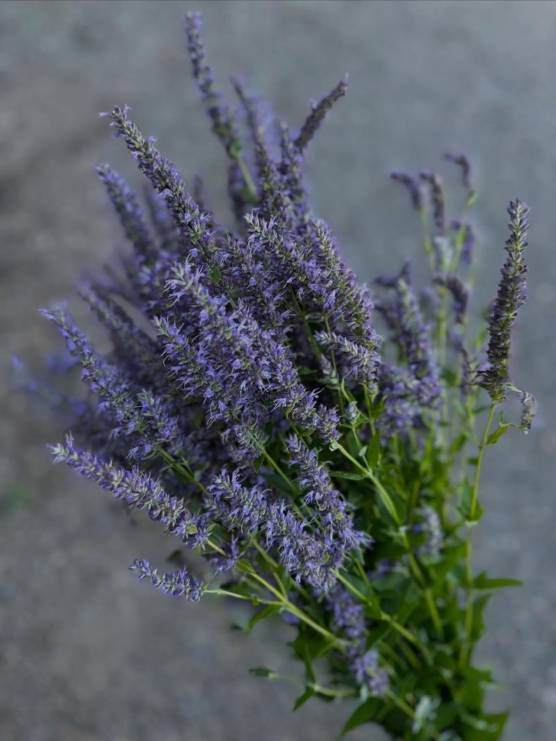 Anise Hyssop