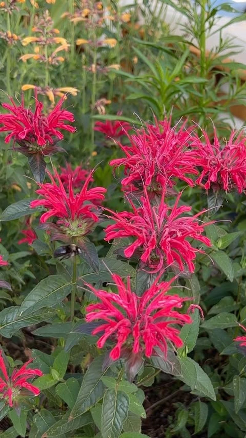 Bee Balm Islands