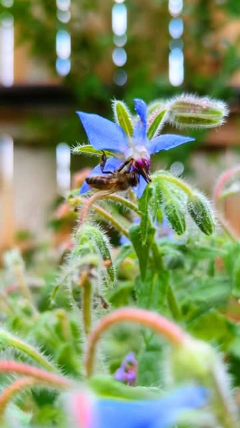 Borage - The Blue Bee Favorite