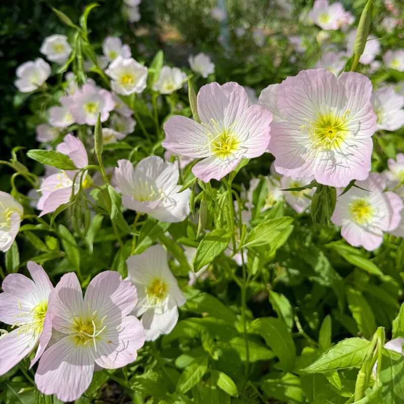 Evening Primrose: Sunset-Colored Surprises