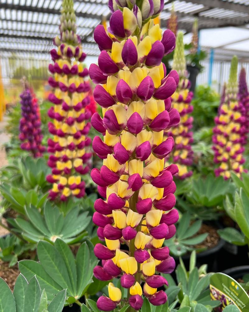 Lupine